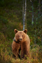Wall Mural - wild brown bear