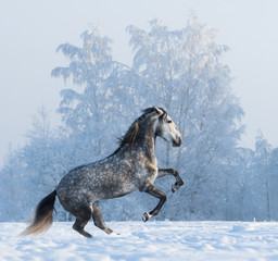 Canvas Print - Rearing Andalusian horse on snowfield