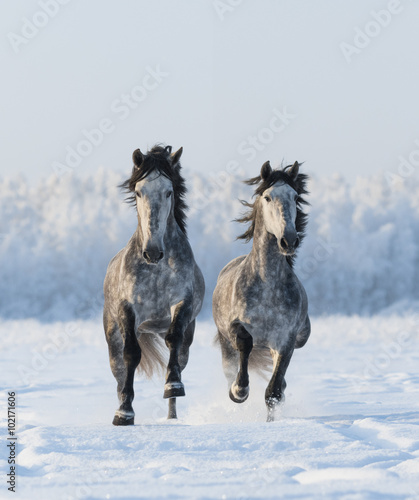 Cuadros en Lienzo Two galloping Andalusian stallions