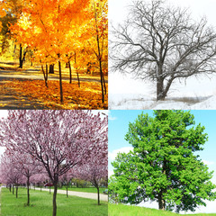 Sticker - Four seasons collage: several photos of beautiful trees at different time of the year - winter spring, summer, autumn