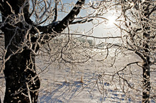 Hoar Frost On Tree Limbs