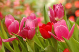Fototapeta  - Tulip. Beautiful Bouquet Of Tulips. Colorful Tulips.