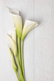 Elegant spring flower, calla lily