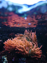 Anémone De Mer Orthie De Mer Aquarium Mer Plante Marine Organis