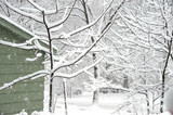 Fototapeta Paryż - snow covered tree and branches in back yard