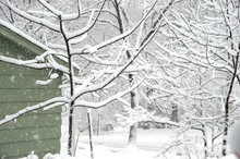 Snow Covered Tree And Branches In Back Yard