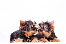 Two Puppies Of The Yorkshire Terrier Lie On A White Background