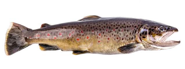 Brown trout fish isolated on white background