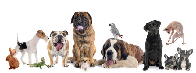 Wall Mural - group of pet