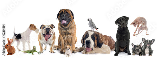 Nowoczesny obraz na płótnie group of pet