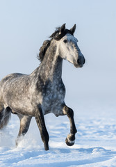 Canvas Print - Grey horse - close up portrait in motion