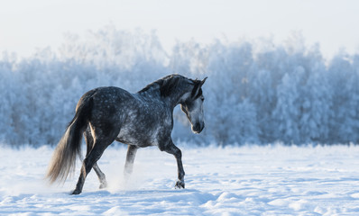 Canvas Print - Lonely horse walks on the field