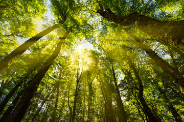 sunlight through the forest