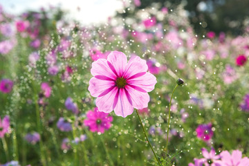 Wall Mural - Beautiful cosmos flower with rain