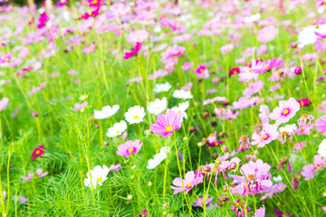 Wall Mural - Beautiful cosmos flower