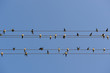 Swallows on Power Lines