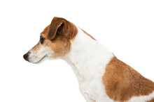 Profile Of A Side Face Of A Beautiful Dog Jack Russell Terrier. White Background.