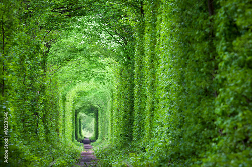 Fotografie, Obraz Fantastic Real Tunnel of Love, green trees and the railroad