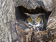 © Brian E Kushner - Female Great Horned Owl in Nest