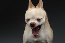 Closeup Portrait Yawning Chihuahua Dog On Blue Background