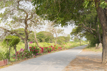 Country Road Covered by Trees, Singburi Thailand