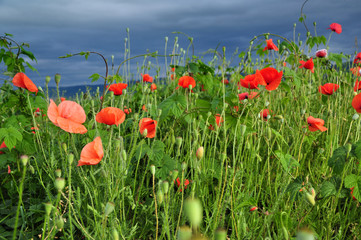 Wall Mural - Poppy flowers in a field