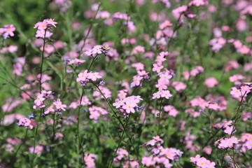 Wall Mural - Forget-me-not