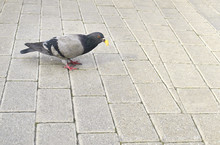 Pigeon Eating On The Pavement - Bird Icon