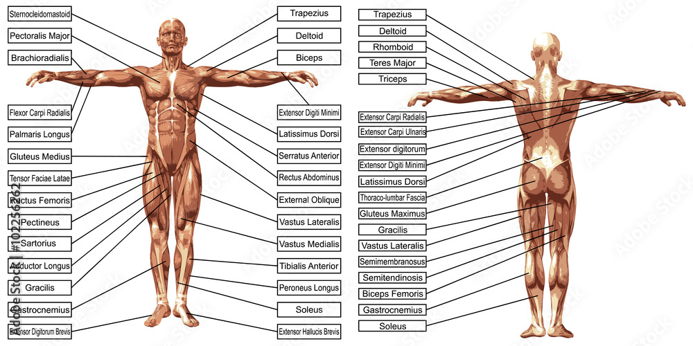 Vector 3D man muscle anatomy with text isolated - obrazy, fototapety, plakaty 