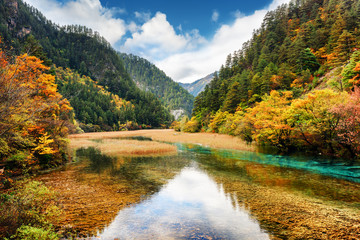 Wall Mural - Crystal clear water of river among fall woods in mountain gorge