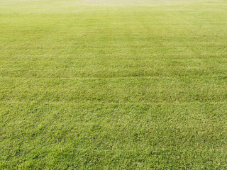 Fresh natural lawn grass