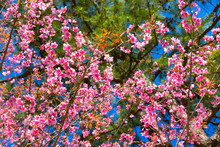Soft Wild Himalayan Cherry Flower (Prunus Cerasoides),Giant Tiger Flower In Thailand, Selective Focus