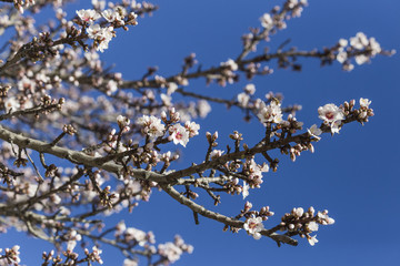 almonds flowers and blue sky