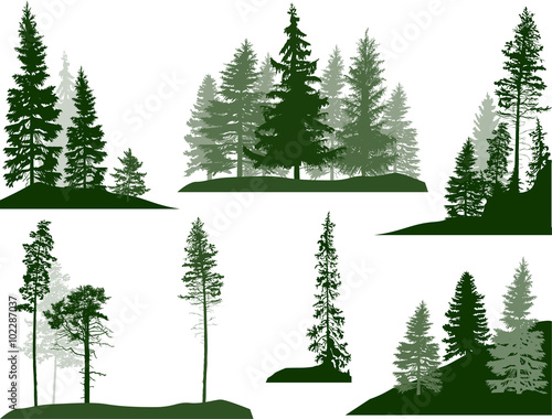 Cuadros en Lienzo set of green pine and fir trees on white