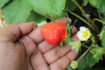 Wall Mural - Fresh strawberries