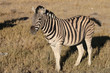 Bergzebra (Equus zebra). Namibia