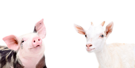 Wall Mural - Portrait of funny piglet and goat