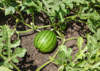 Wall Mural - Watermelon field