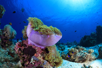 Sea anemone in the tropical coral reef 