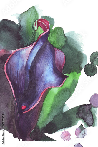 Naklejka samoprzylepna Ilustracja kwiat akwarela kalii