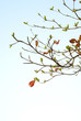 Red leaves of sea-almond tree