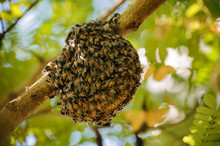 Little Wild Hive With Bees