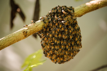 Little wild hive with bees