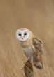 Barn owl sitting on perch with clean background, Czech Republic