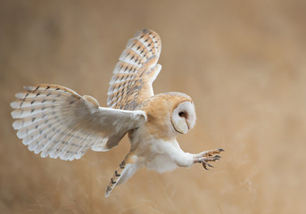 barn owl in flight before attack, clean background, czech republic