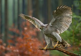 Northern goshawk perching, open wings, with colorfull forest background, Czech republic