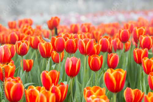 Naklejka na szybę Tulip flower fields