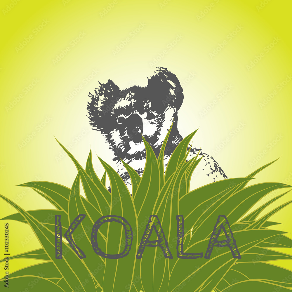 Vector illustration of a koala bear in eucalyptus leaves. Koala ...