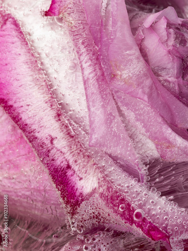 Fototapeta na wymiar Frozen abstraction with beautiful rose