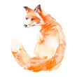 Fox isolated on white background. Watercolor. Vector.